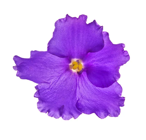 Lilás escuro cinco pétalas violeta — Fotografia de Stock