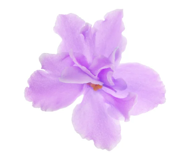 Geïsoleerde licht lila semiopen violet — Stockfoto