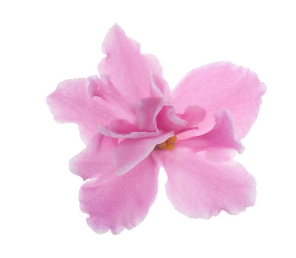 Violeta semiaberta rosa isolada — Fotografia de Stock