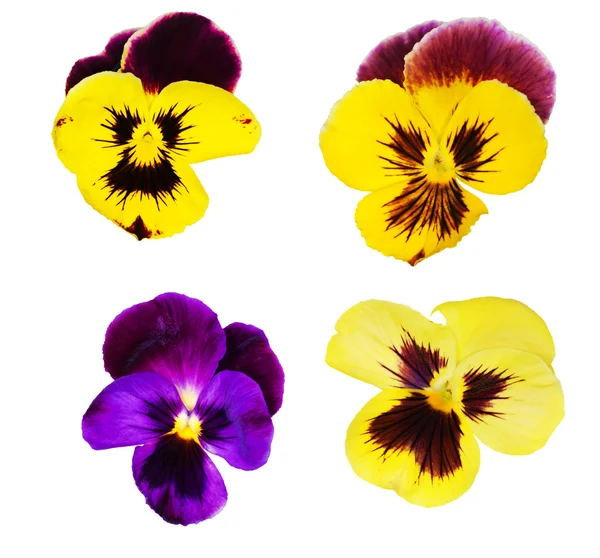 Zbiór czterech kwiaty bratek — Zdjęcie stockowe