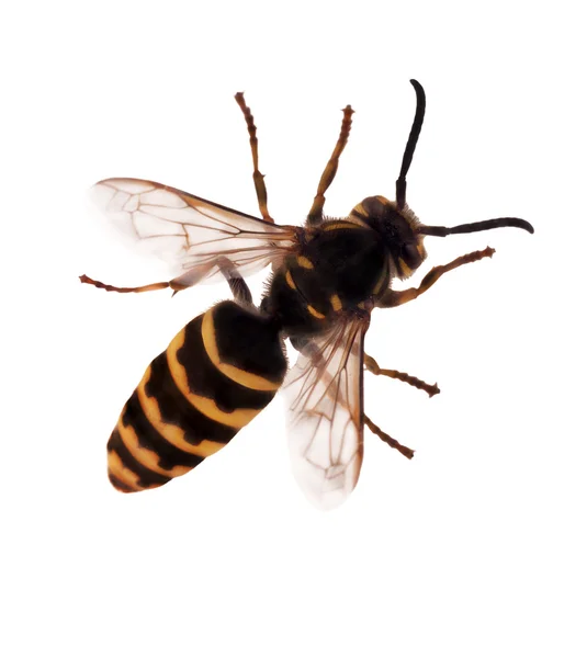 Single wasp isolated on white — Stock Photo, Image