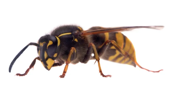 Één wasp op wit — Stockfoto