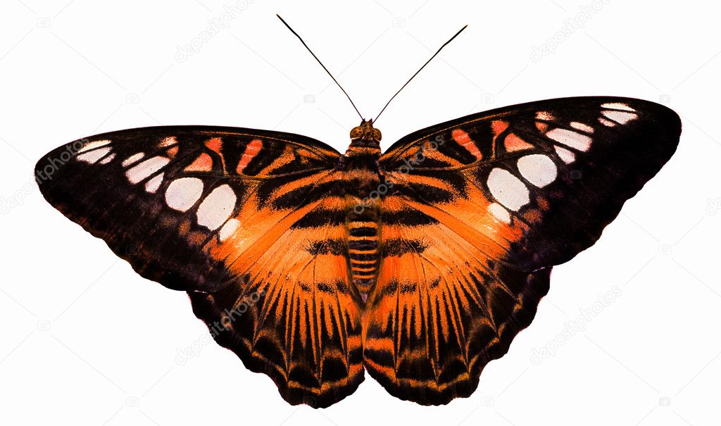 Tiger orange butterfly isolated on white