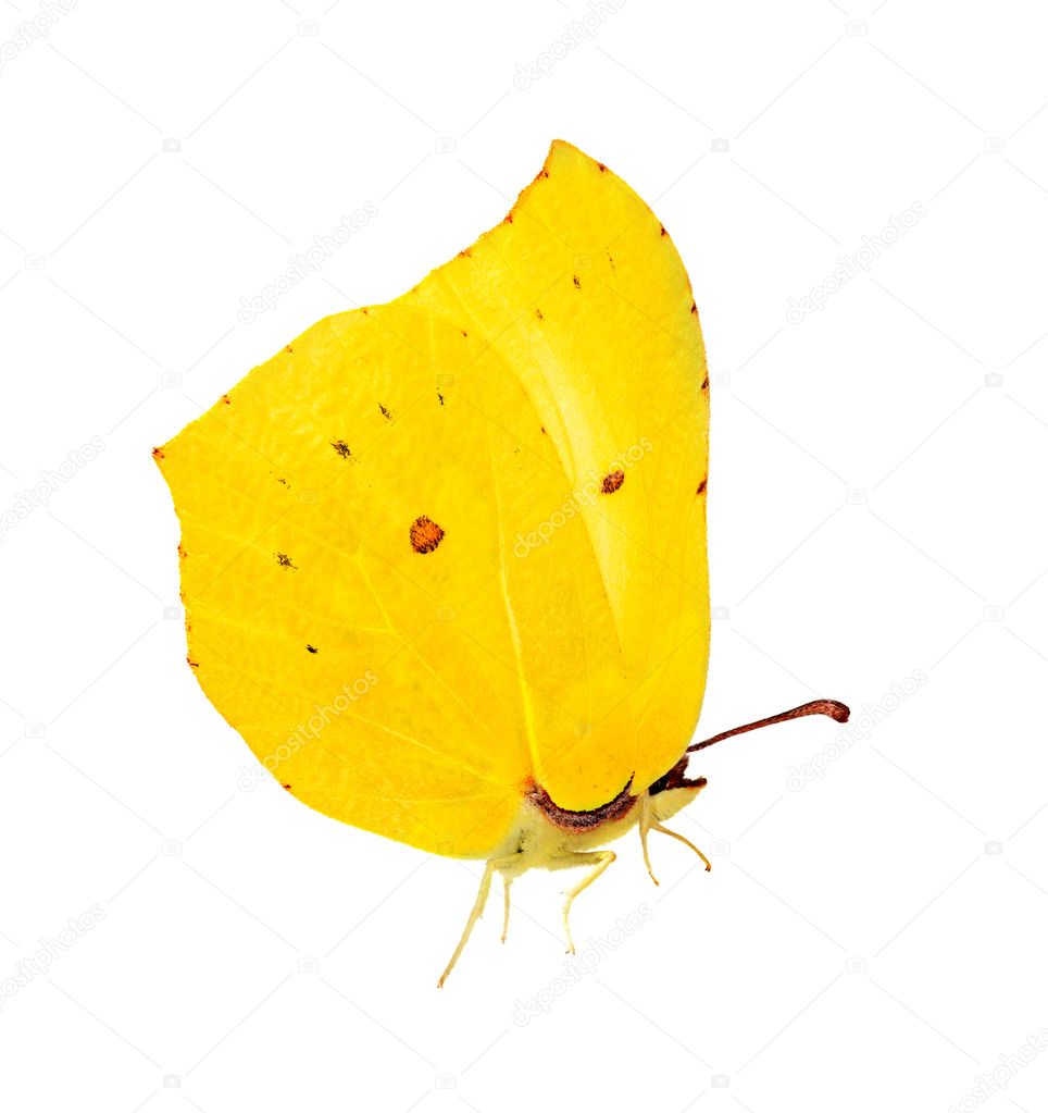 Bright yellow brimstone butterfly