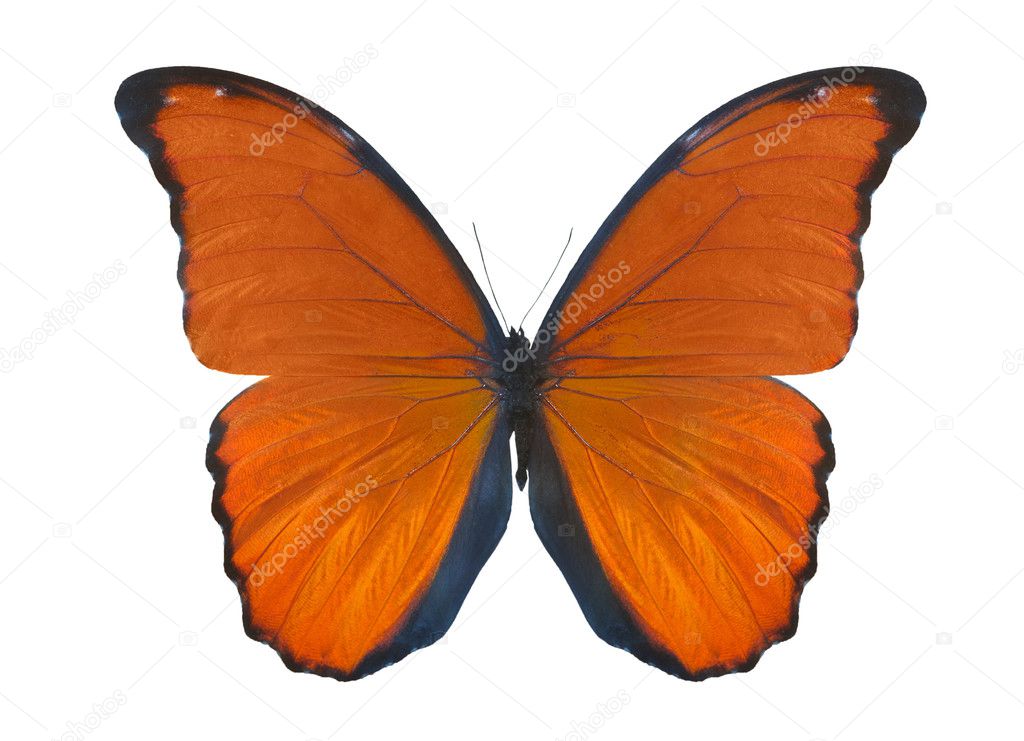 Isolated on white orange butterfly