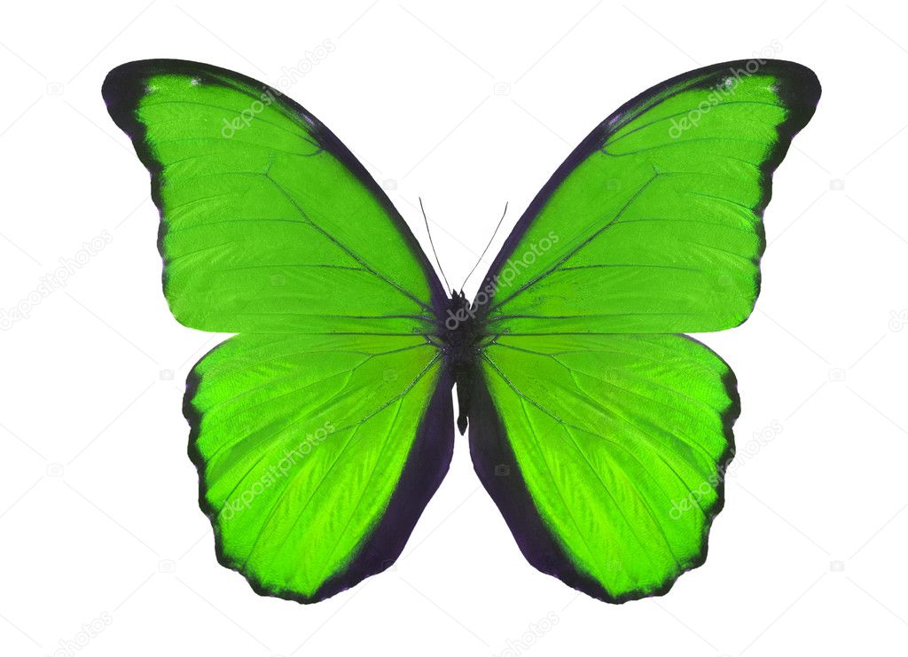 Isolated on white green butterfly