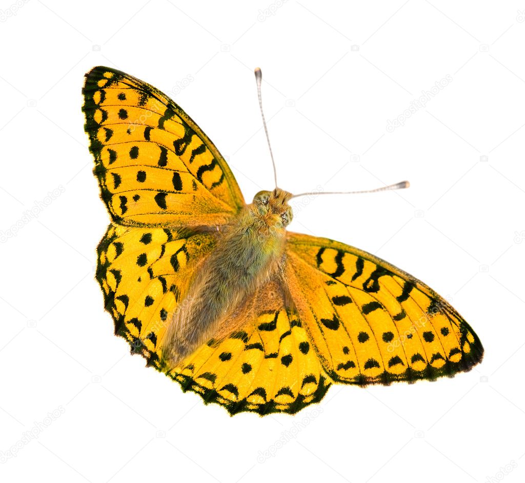 Beautiful yellow and black butterfly isolated on white