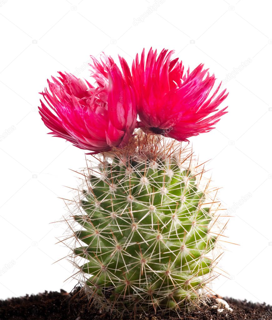 Cactus with large red flowers on white