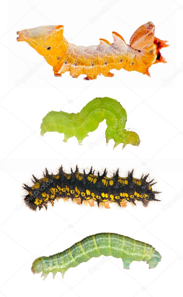 Set of four caterpillars on white