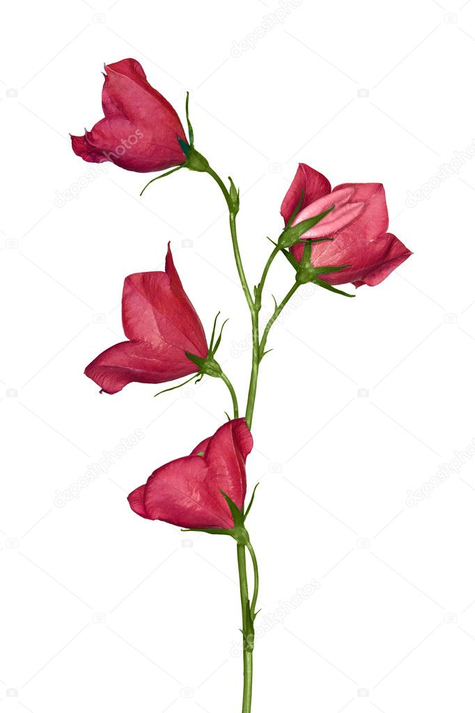 Isolated four flowers red campanula