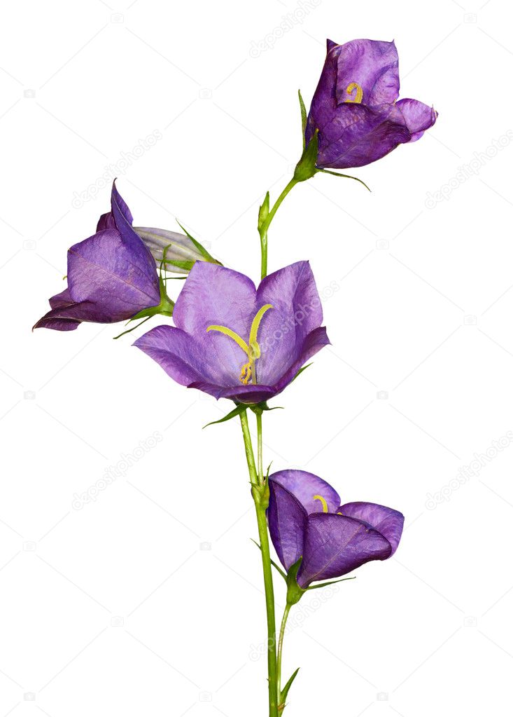 Lilac campanula flowers isolated on white
