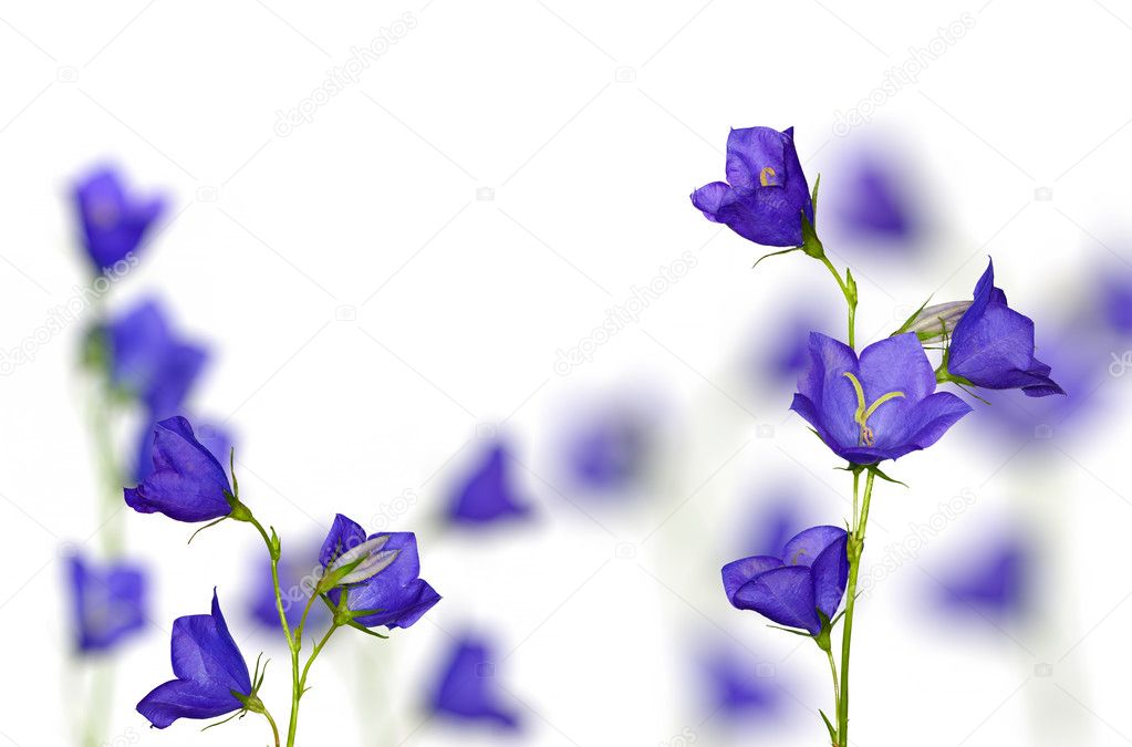 Campanula flowers on white background