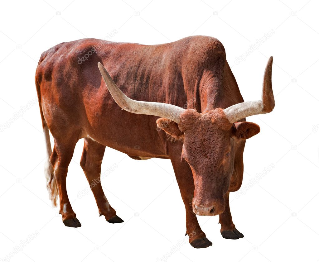 Brown bull with large horns