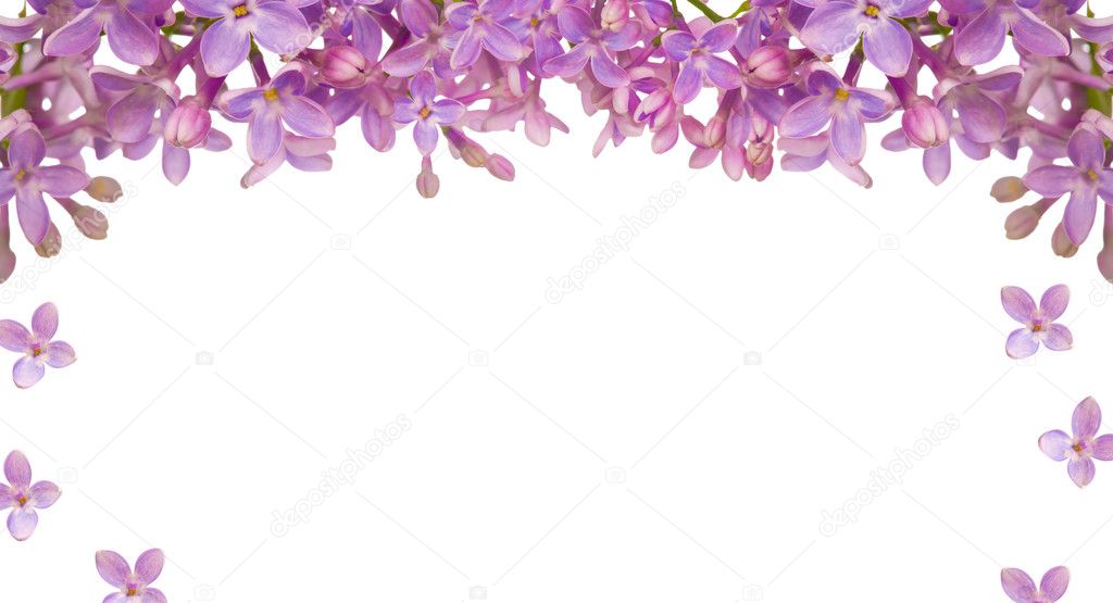 Lilac flower isolated frame