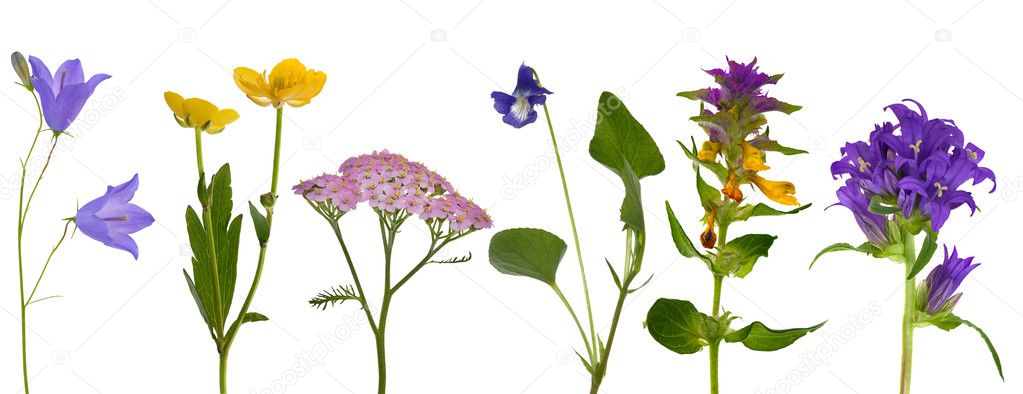 Six wild flowers isolated on white