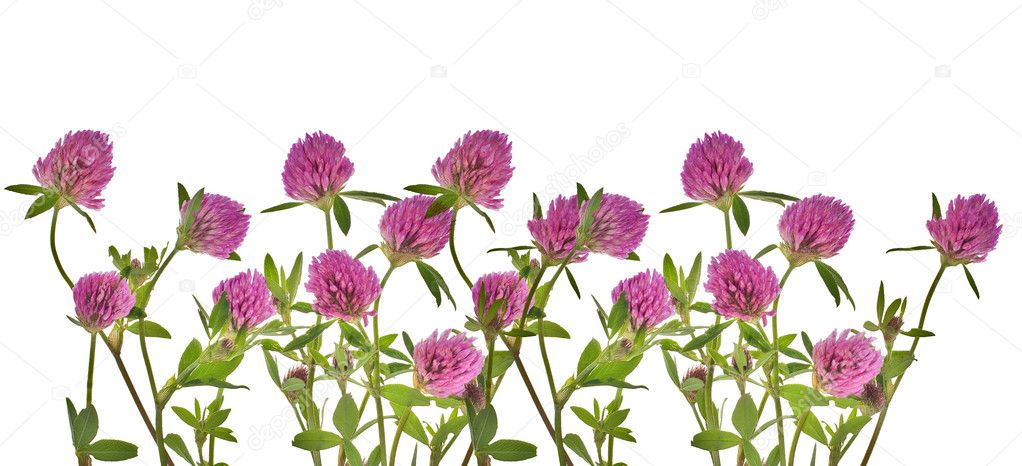 Clover pink flowers on white