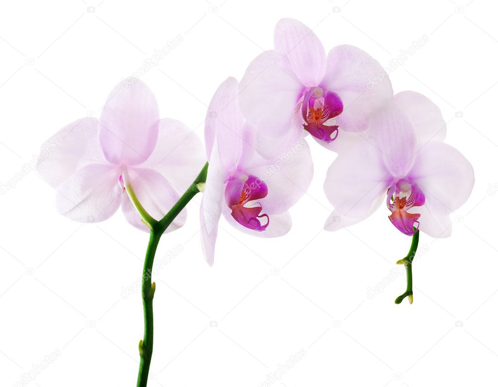 Four light pink isolated orchids