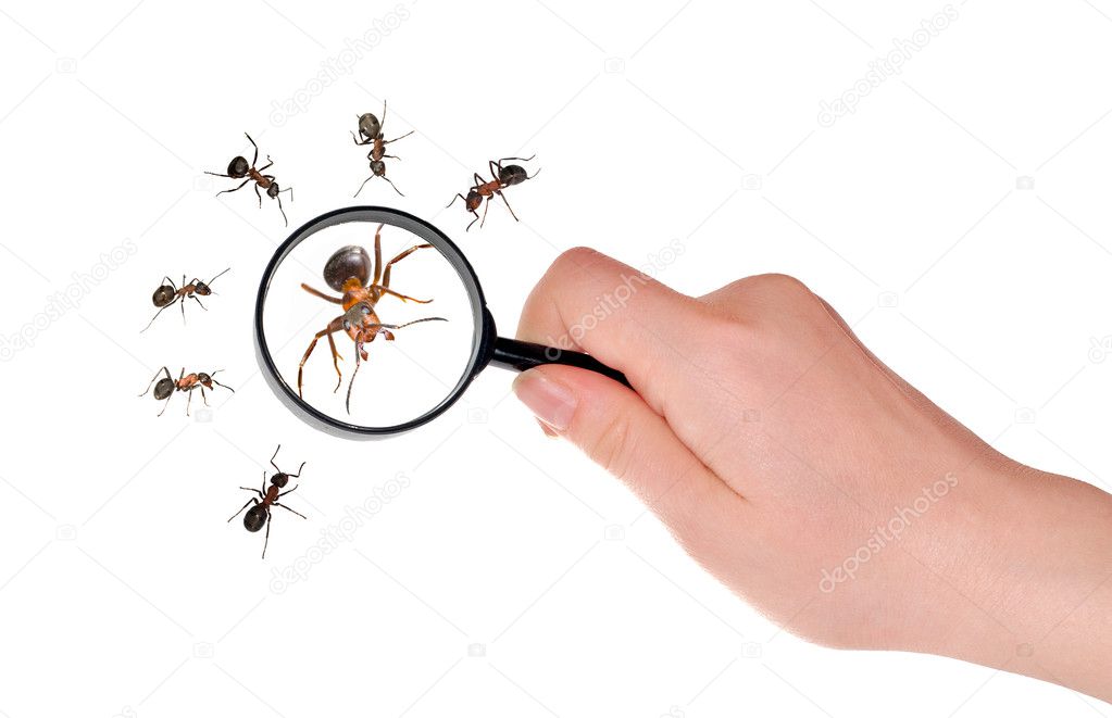 Magnifying in hand and ants on white