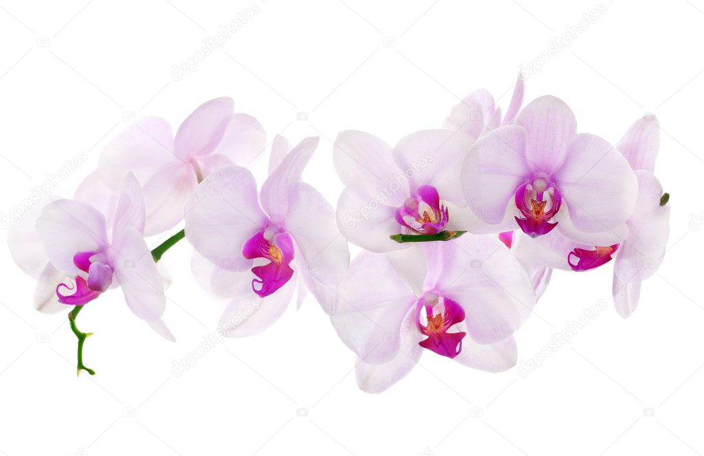 Lot of light pink isolated orchids