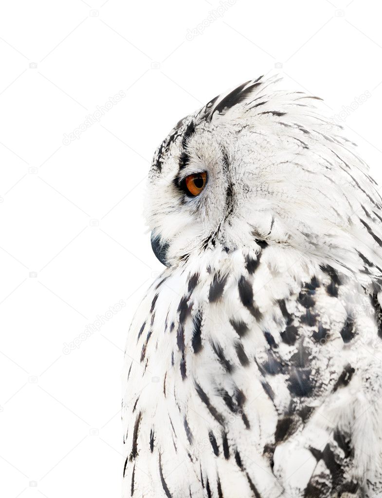 White and black isolated owl
