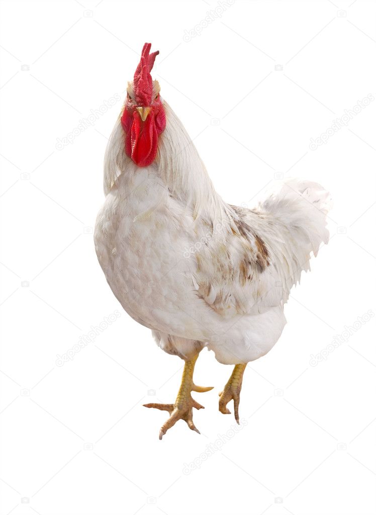 Isolated white color rooster