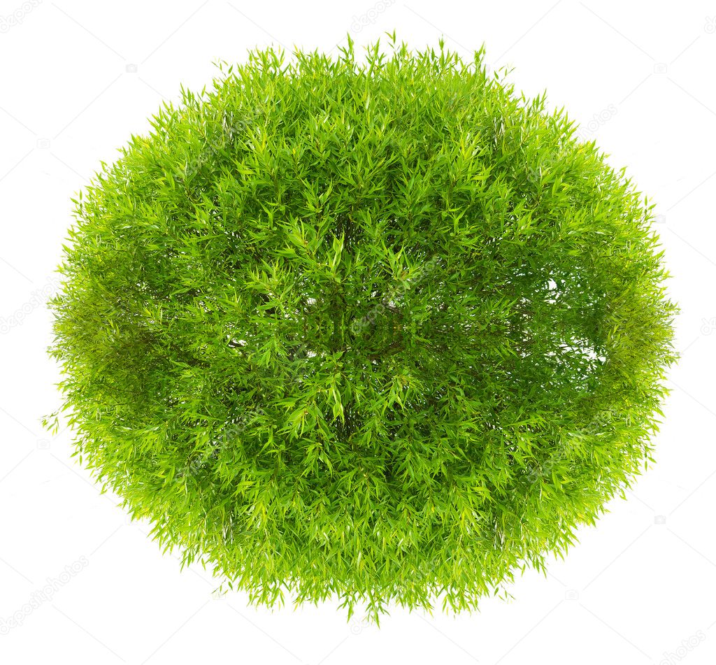 Green round crown of a tree isolated on white
