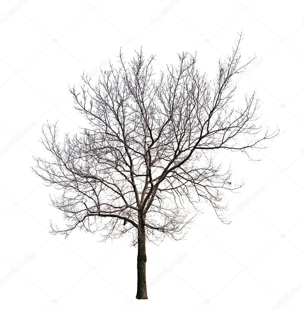 Tree without leaves isolated on white