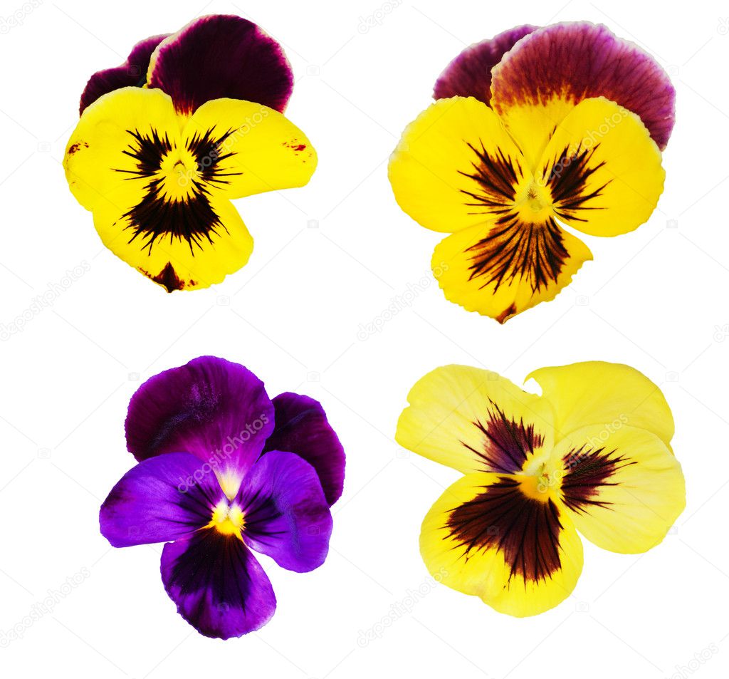 Collection of four pansy flowers