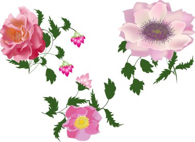 pembe brier çiçekler üzerinde beyaz izole