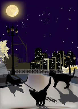 gece şehirde üç kedi
