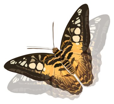 single brown butterfly with reflection clipart
