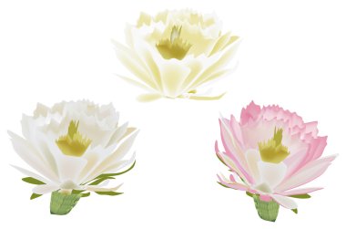 Üç izole kaktüs çiçek