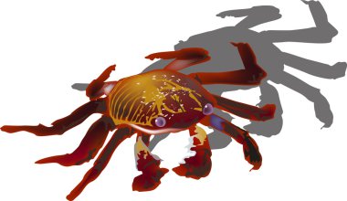 beyaz izole gölge ile Yengeç