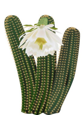 green cactus with white flower clipart