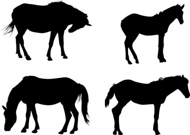 four black horses isolated on white clipart