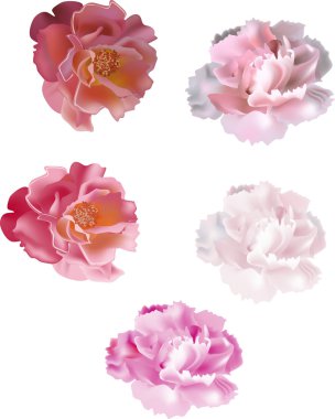 five carnations on white background clipart