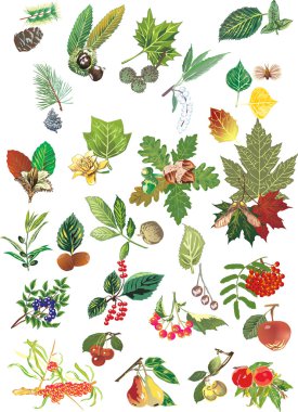 set of trees leaves and fruits clipart