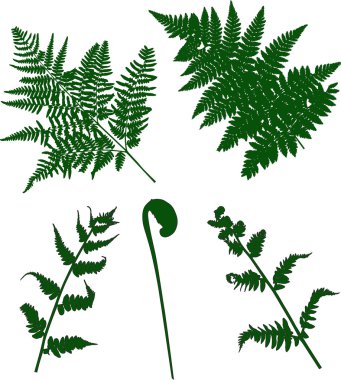 set of green fern silhouettes clipart