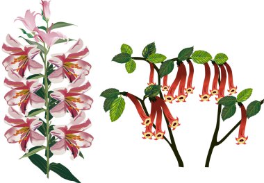 beyaz üzerine pembe ve kırmızı çiçekler