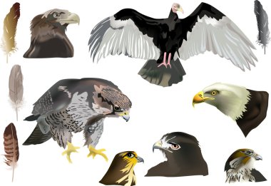 isolated eagles and feathers collection clipart