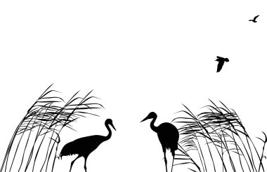 two cranes in rush on white clipart