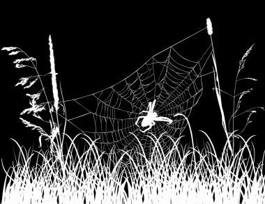 çimenlerin üzerine siyah izole içinde örümcek ağı