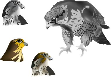 four hawks on white background clipart