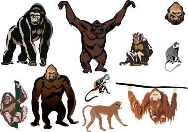 set of brown monkeys isolated on white clipart