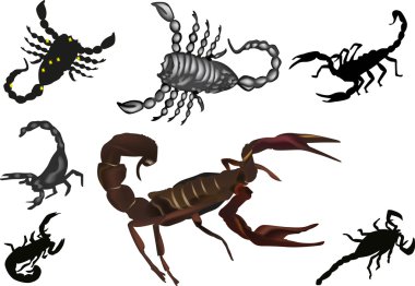 seven isolated scorpions clipart