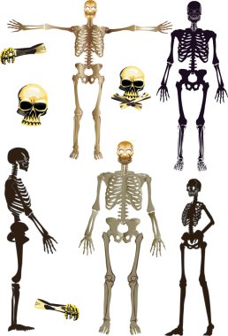 isolated human skeletons collection clipart