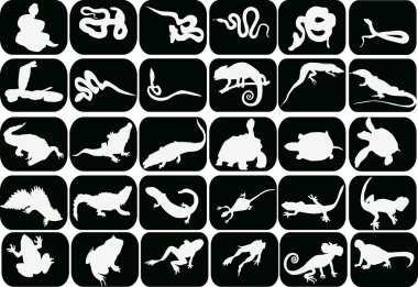 set of reptiles and amphibians on black clipart