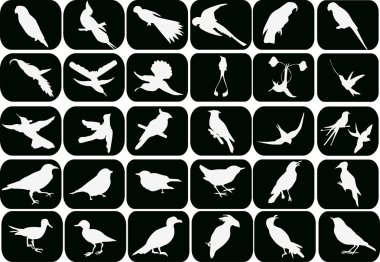 thirty small white birds clipart