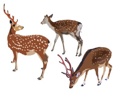 three isolated sika deers clipart