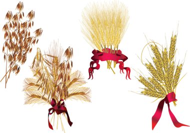 oat and wheat sheafs on white clipart